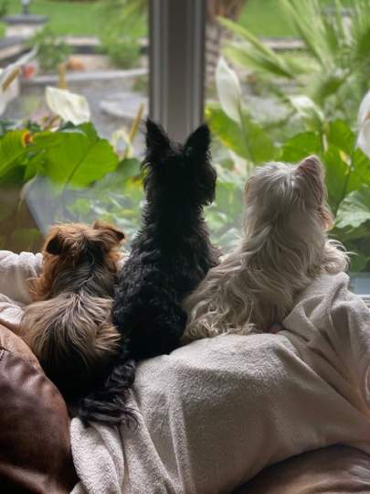 Three Yorkshires looking out a window
